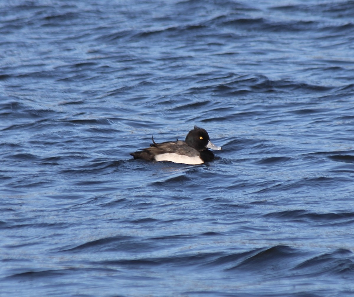 スズガモ - ML645125821