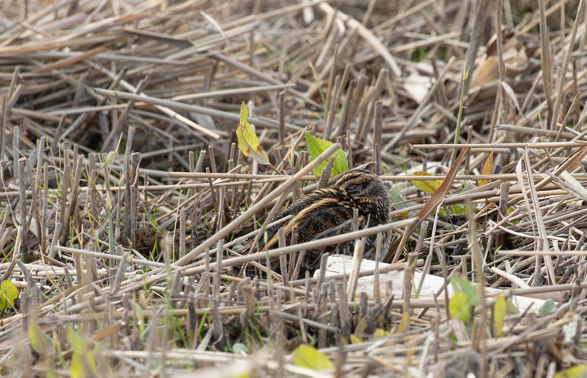 Jack Snipe - ML645125830