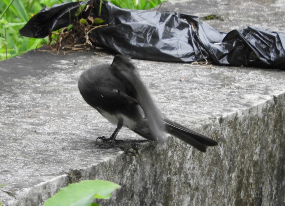 Mosquero Negro - ML645125832