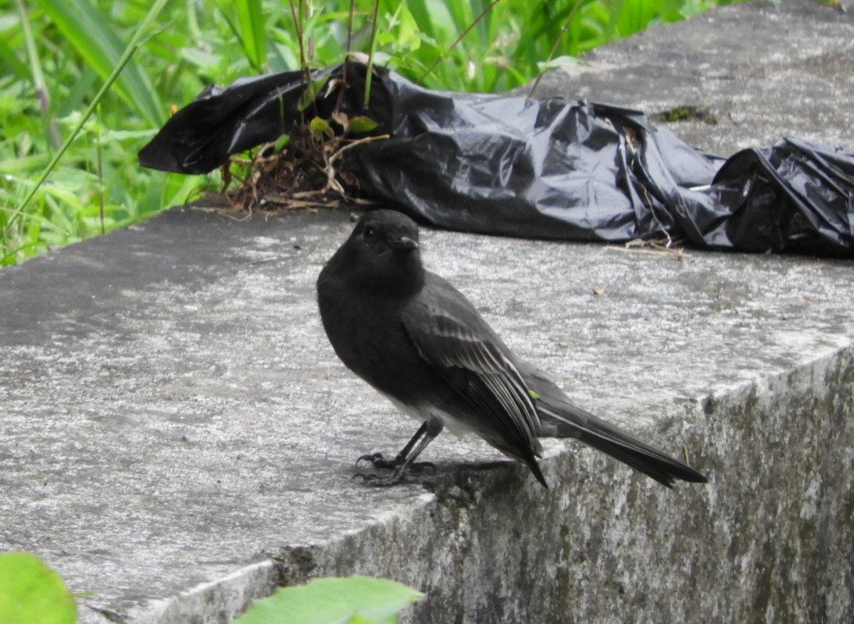 Mosquero Negro - ML645125833