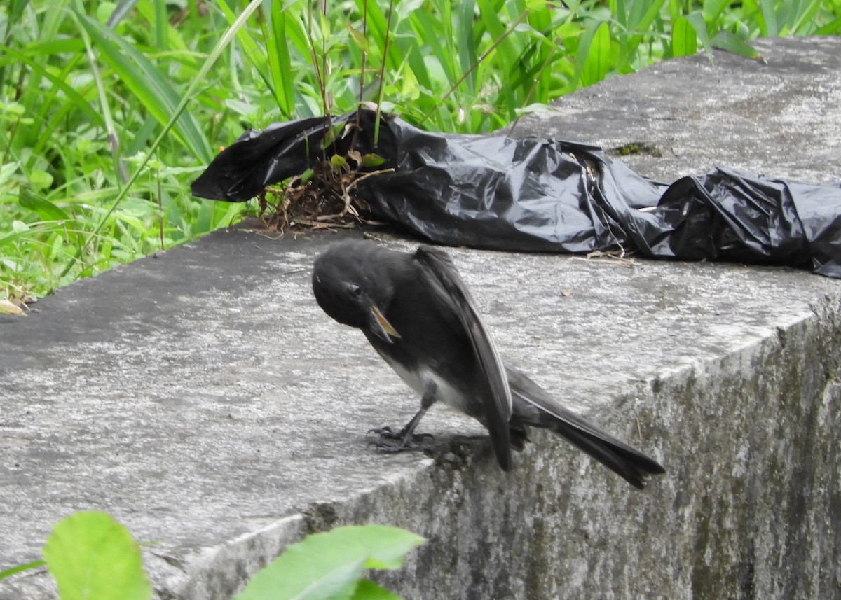 Mosquero Negro - ML645125834