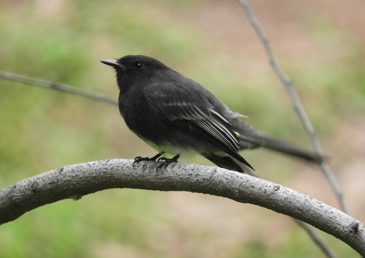 Mosquero Negro - ML645125836