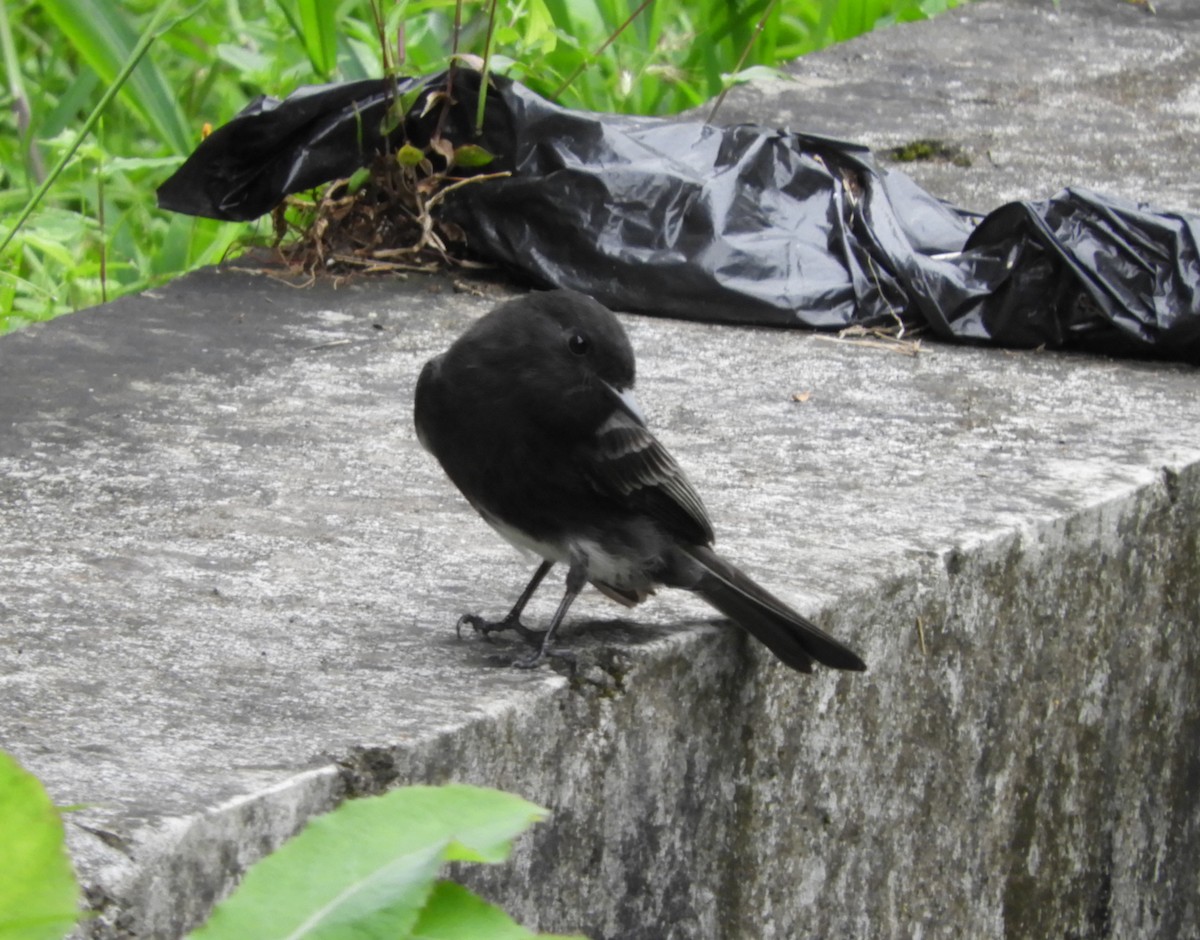 Mosquero Negro - ML645125837