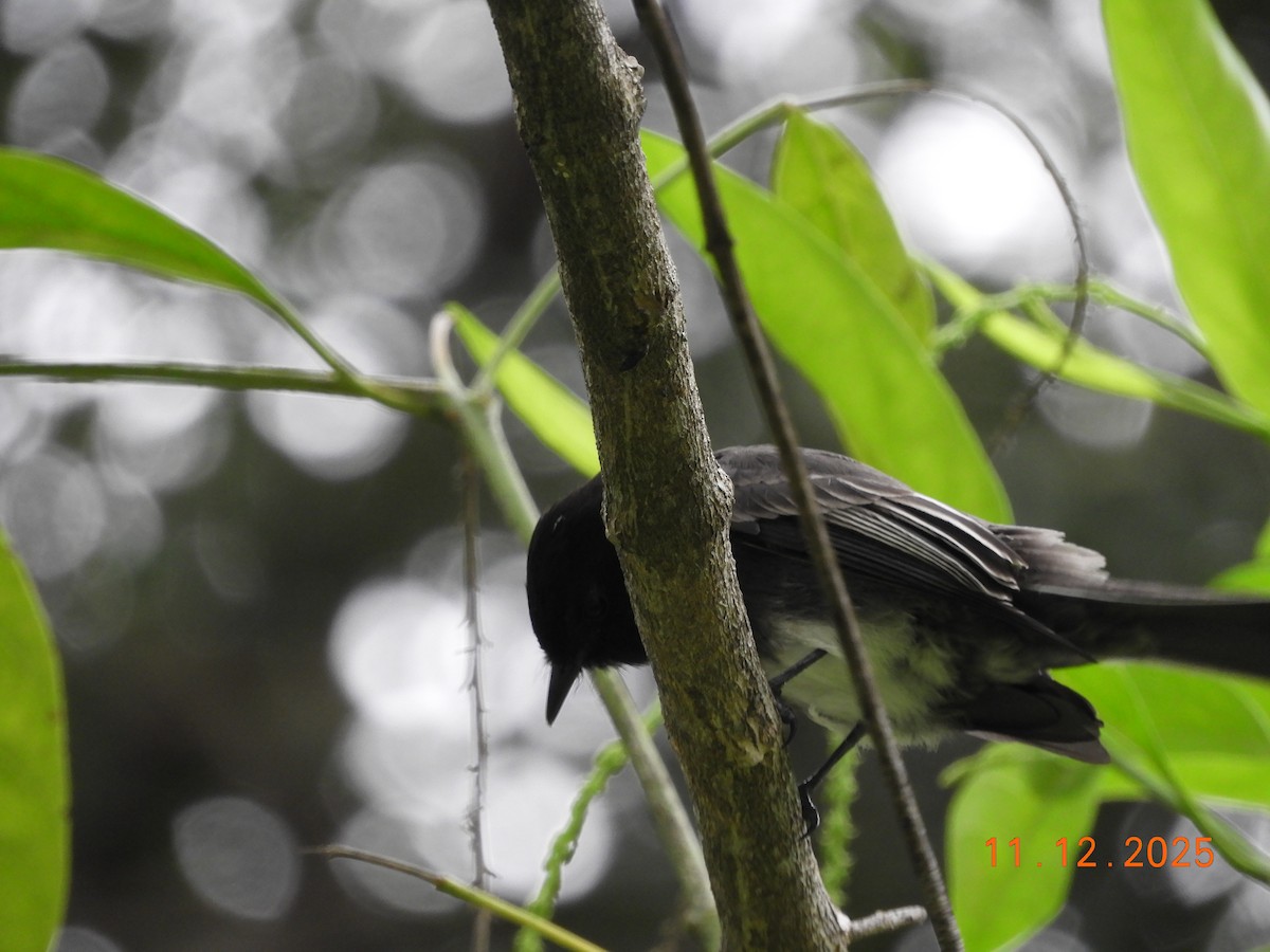 Mosquero Negro - ML645125838