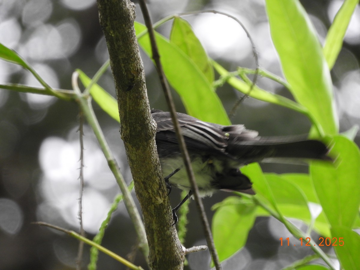 Mosquero Negro - ML645125839