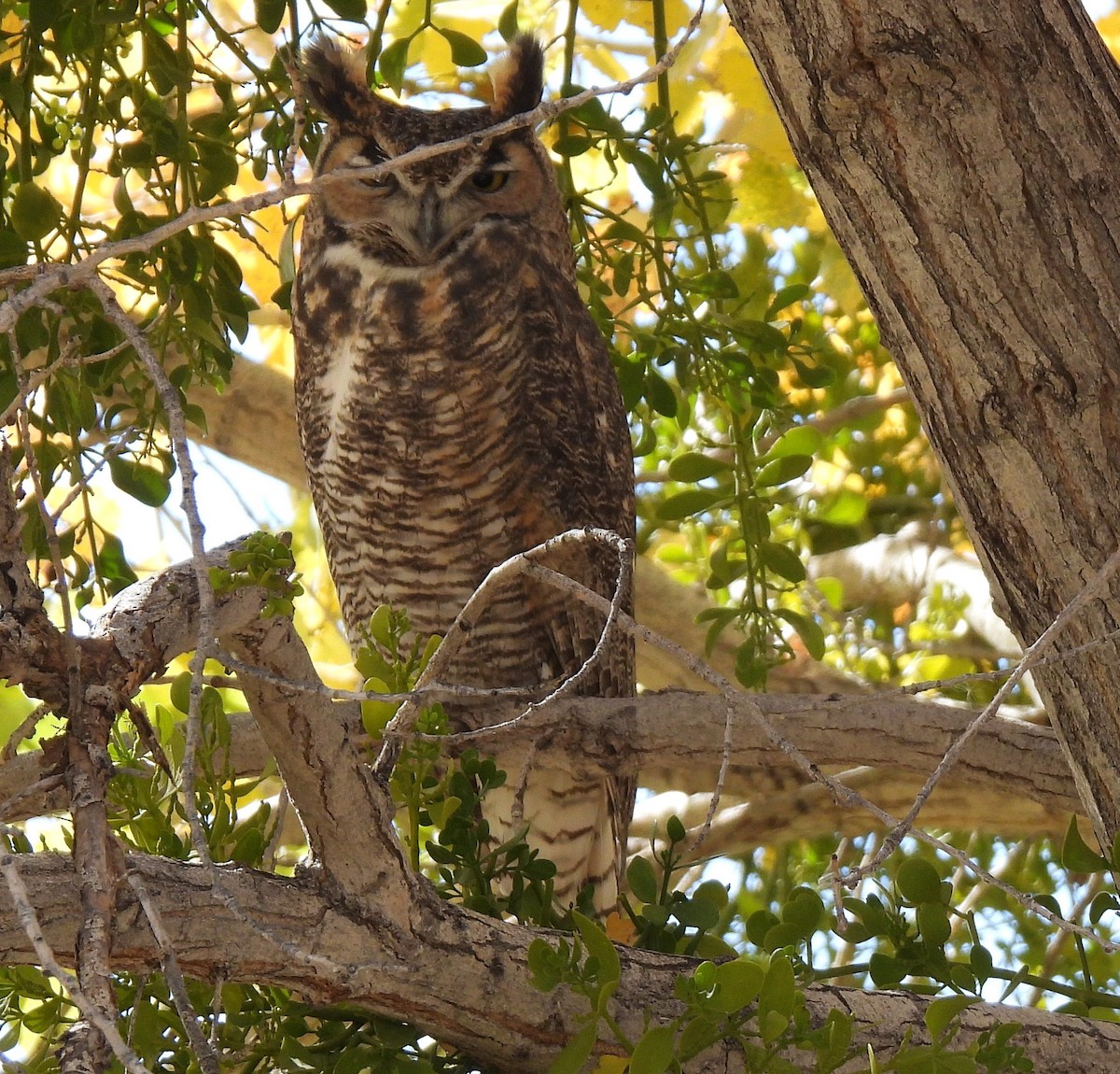 Búho Americano - ML645125842