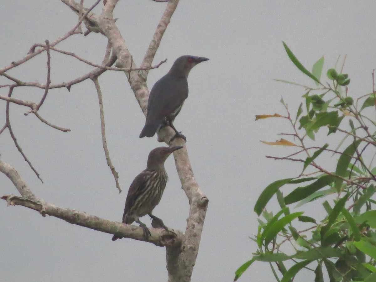 Шпак-малюк філіпінський - ML645125845