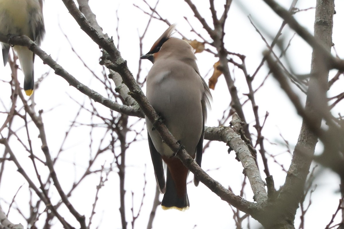 Ampelis Europeo - ML645125846