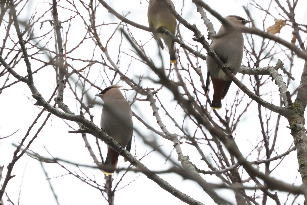 Ampelis Europeo - ML645125847