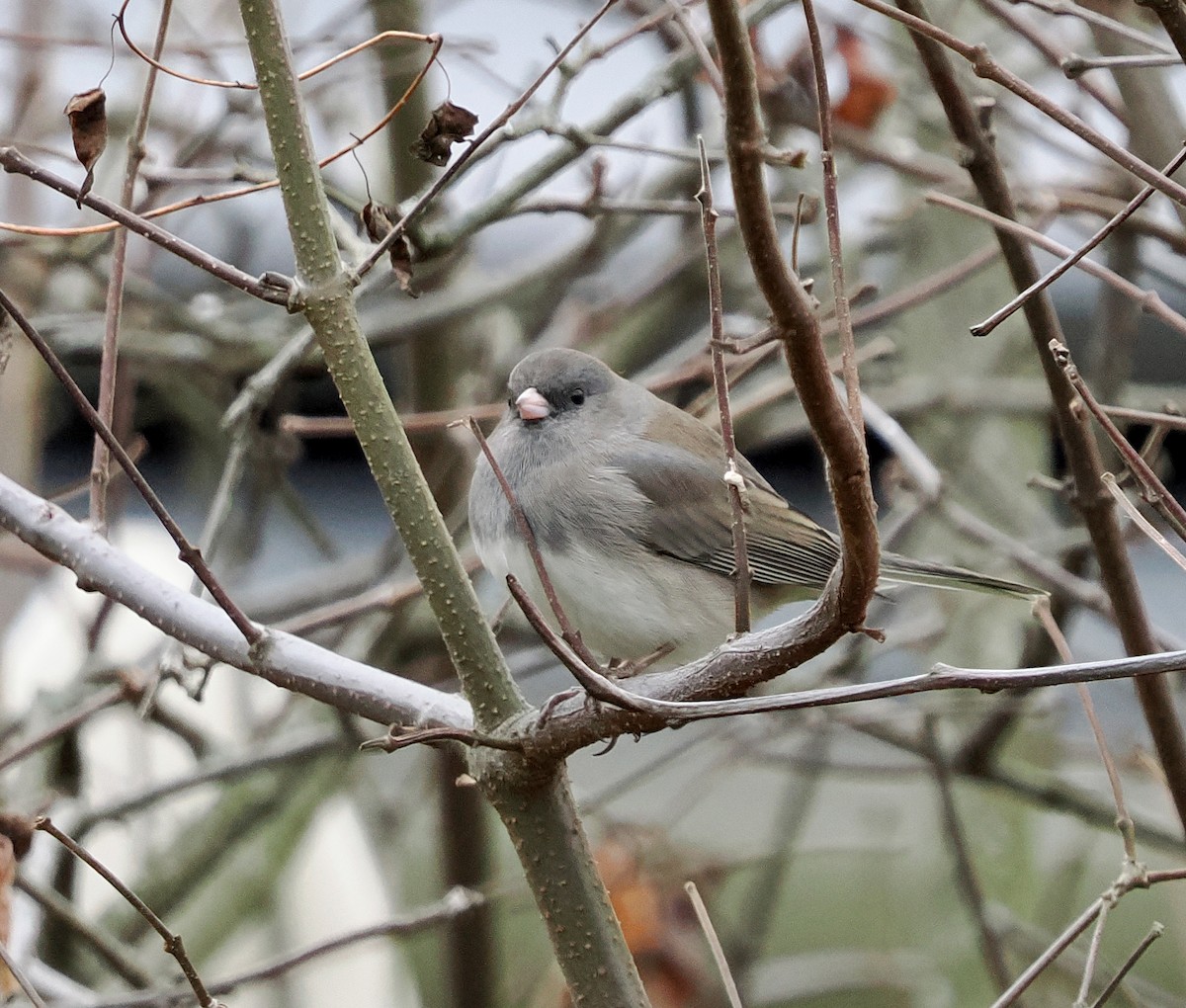 Junco Ojioscuro (Pizarroso) - ML645125849
