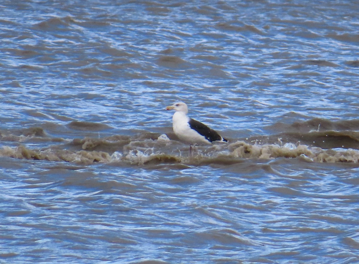 Gavión Atlántico - ML645125850