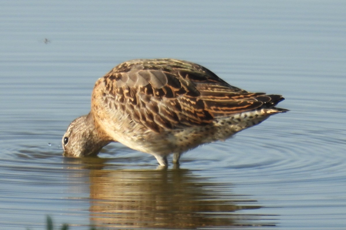 Agujeta Gris/Escolopácea - ML645125851