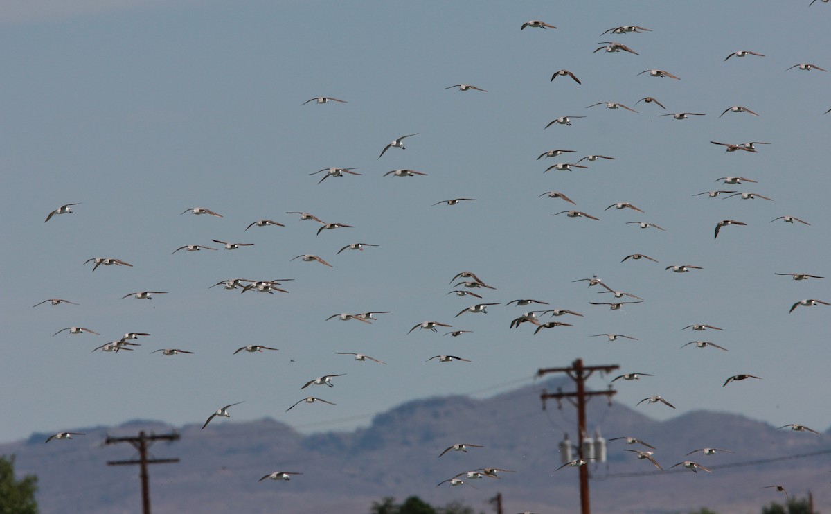 Falaropo Tricolor - ML645125852