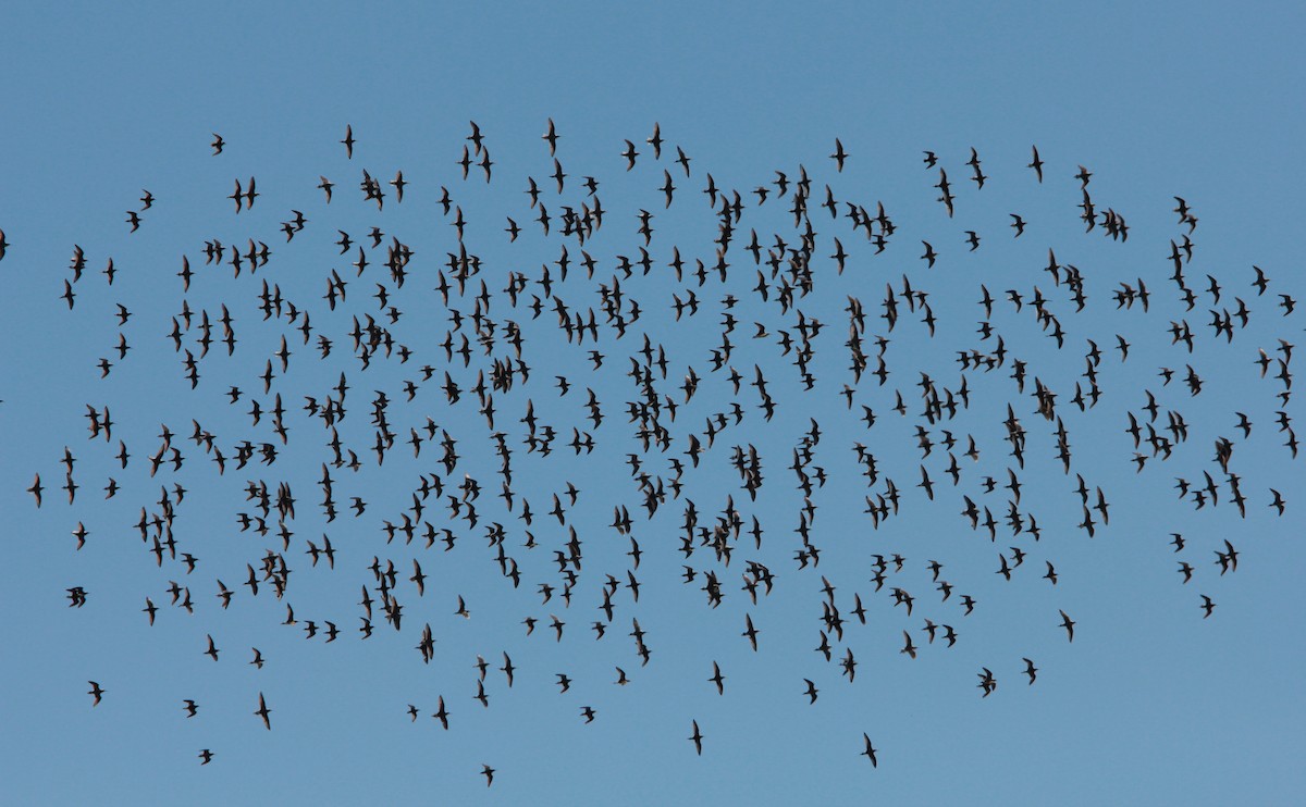 Falaropo Tricolor - ML645125853