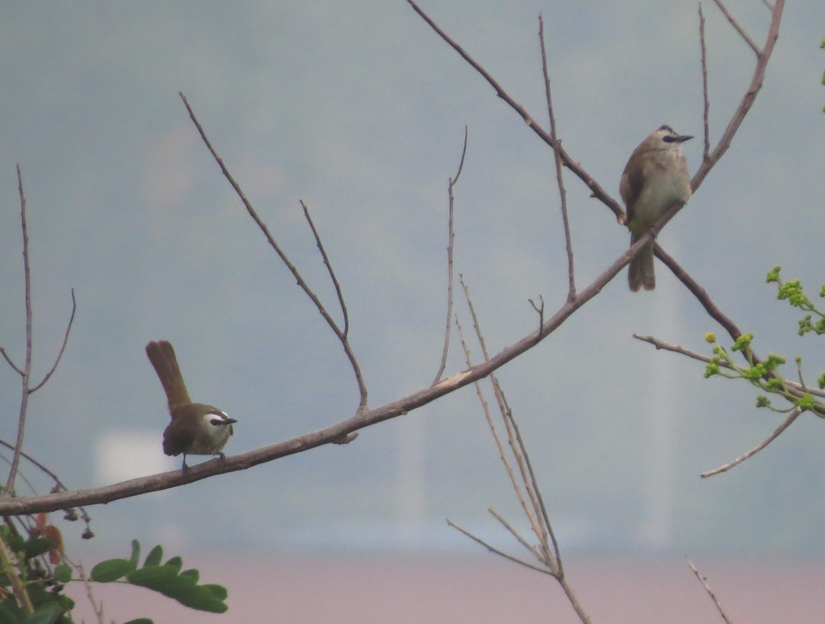 Bulbul Culiamarillo - ML645125856