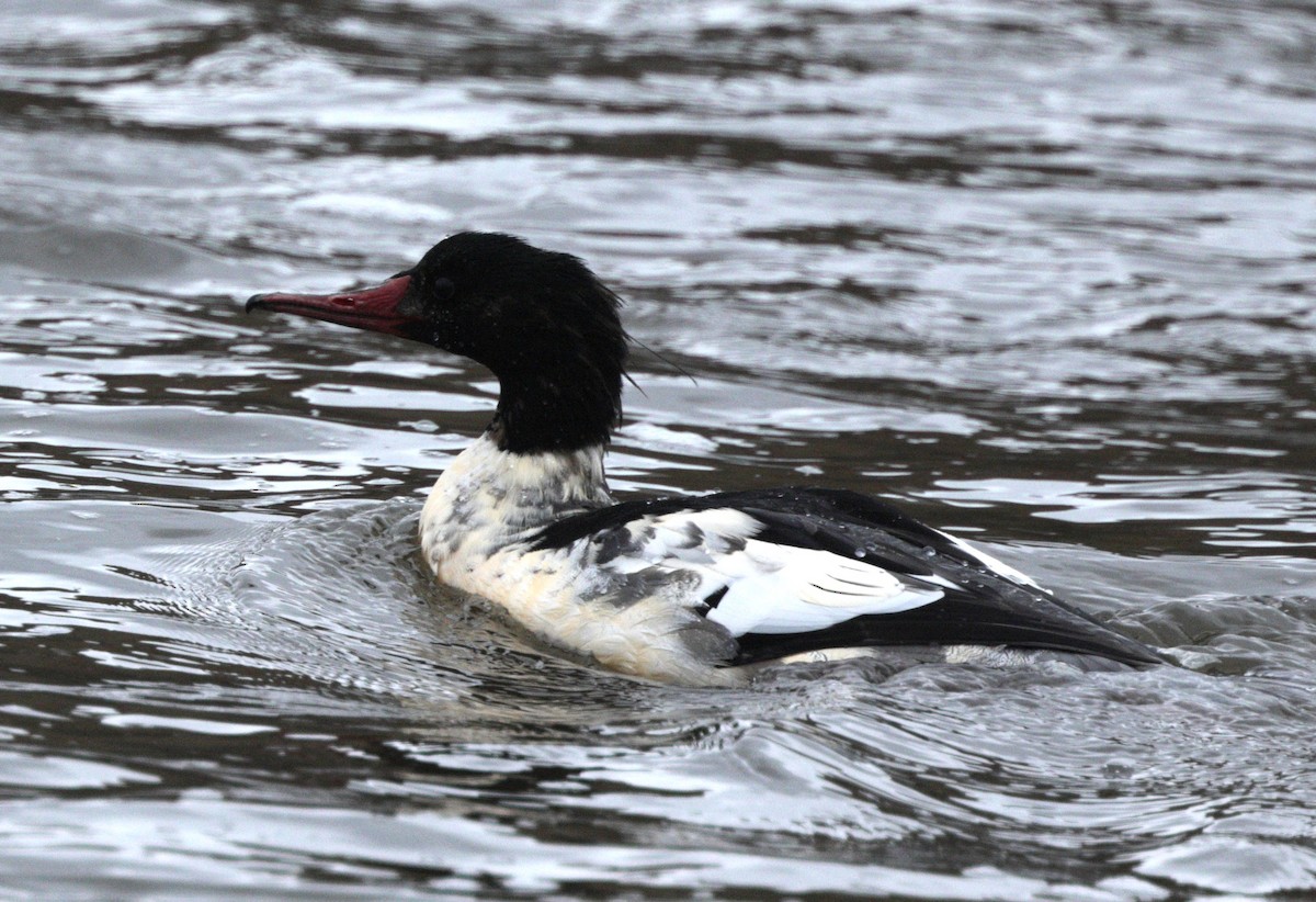 Serreta Grande - ML645125857