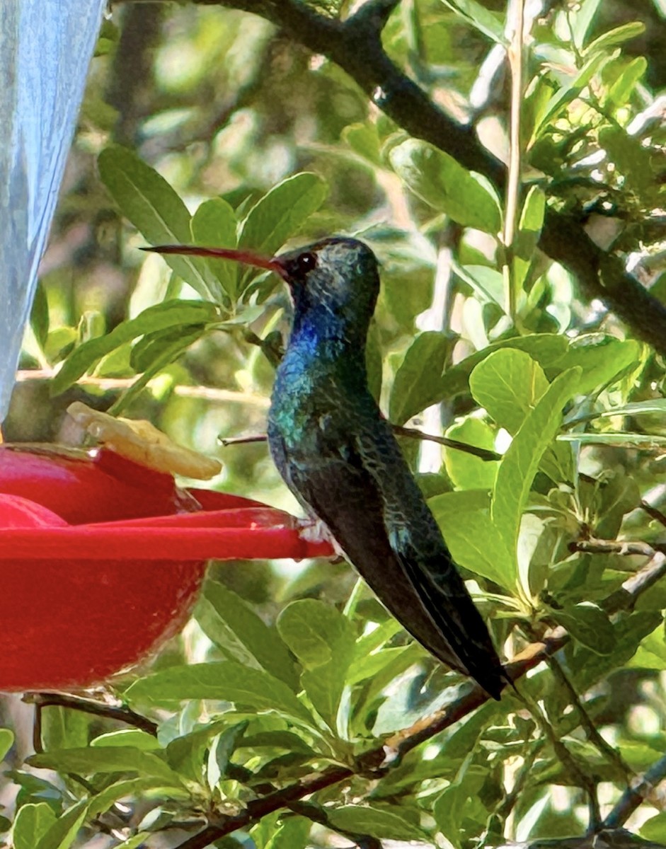 Colibrí Magnífico - ML645125861