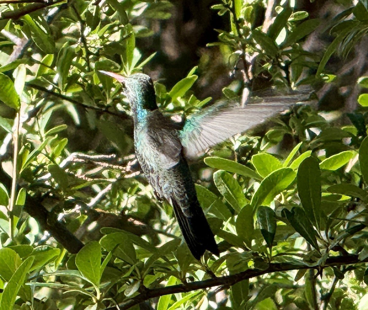 Colibrí Magnífico - ML645125862