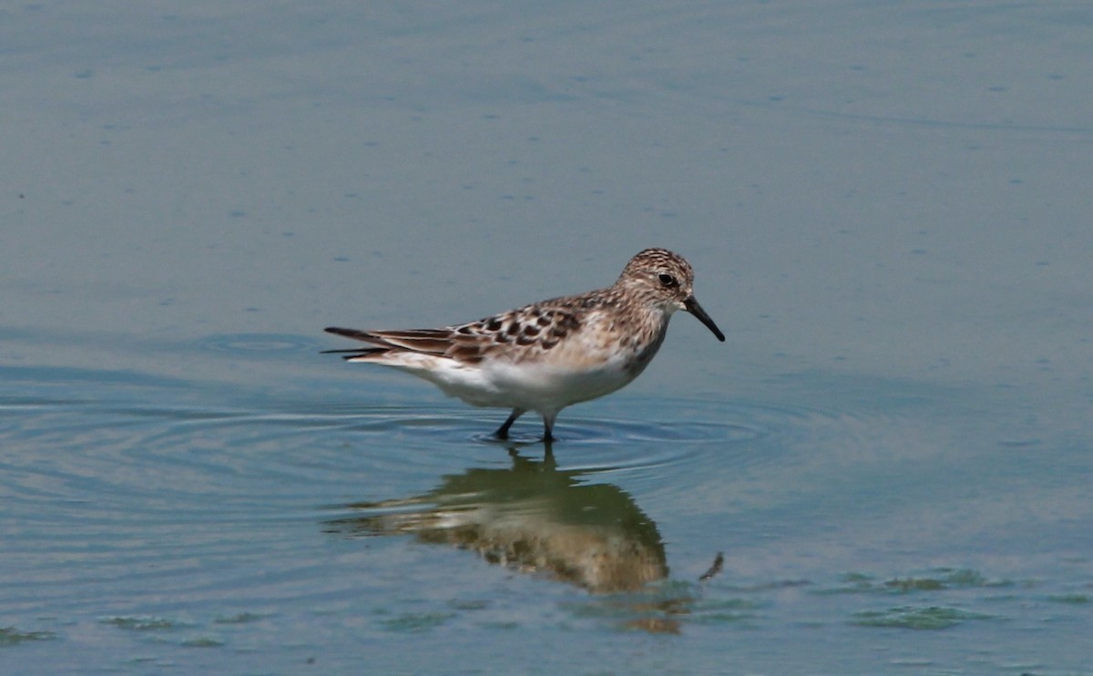 Correlimos de Baird - ML645125863