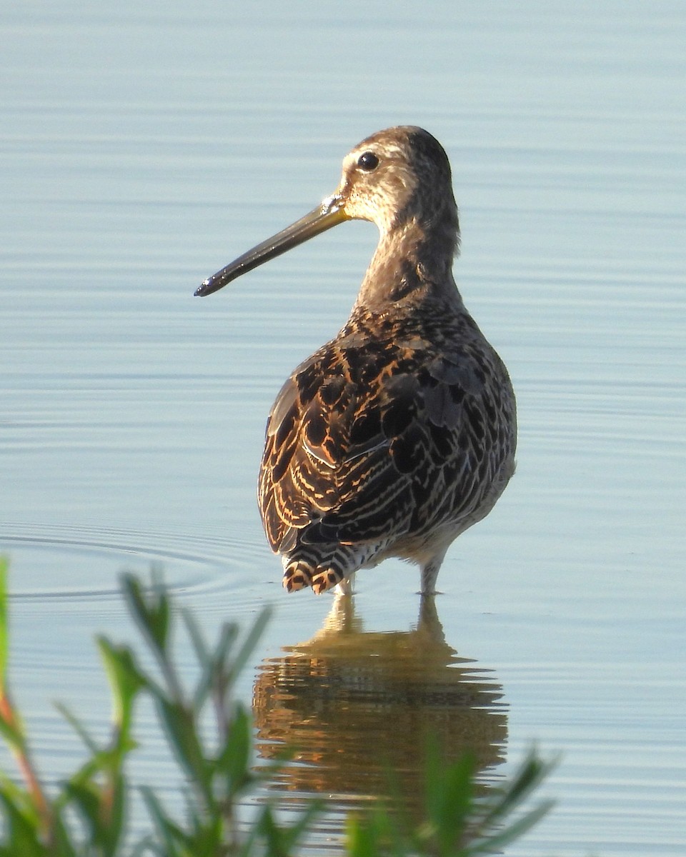 Agujeta Gris/Escolopácea - ML645125864