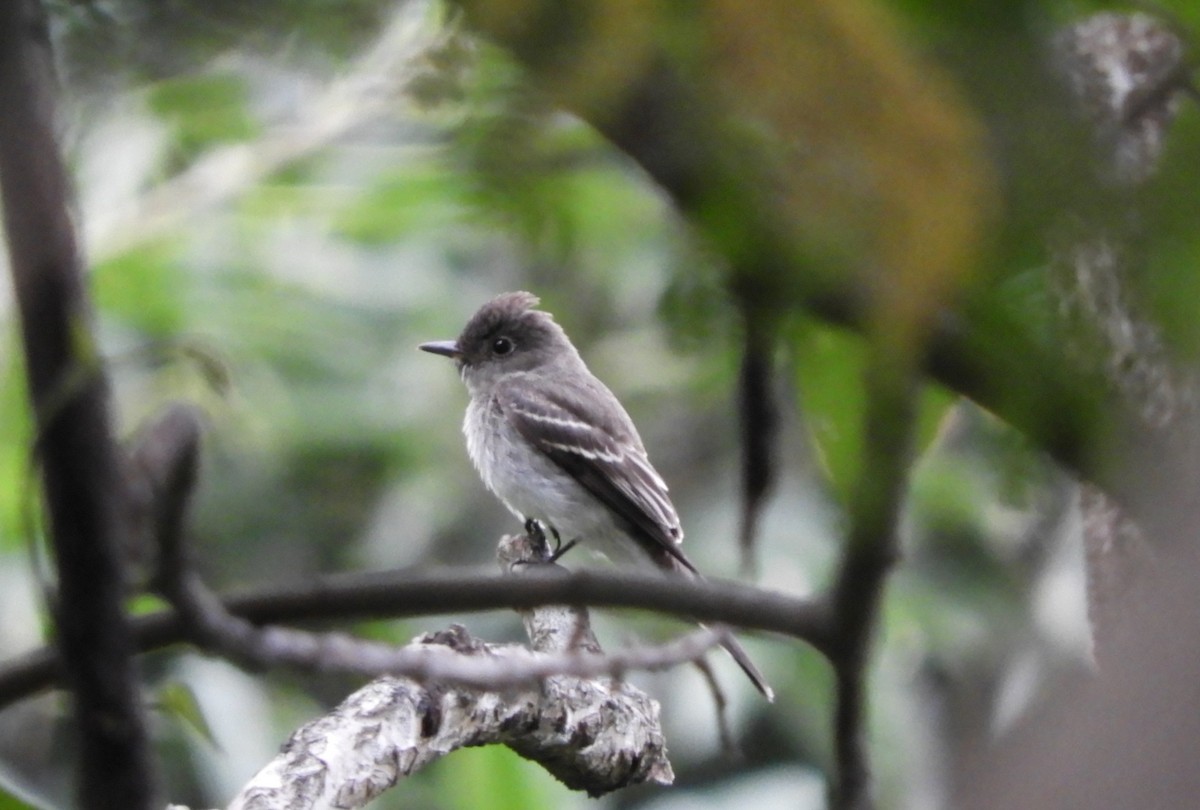 Pibí Oriental - ML645125867