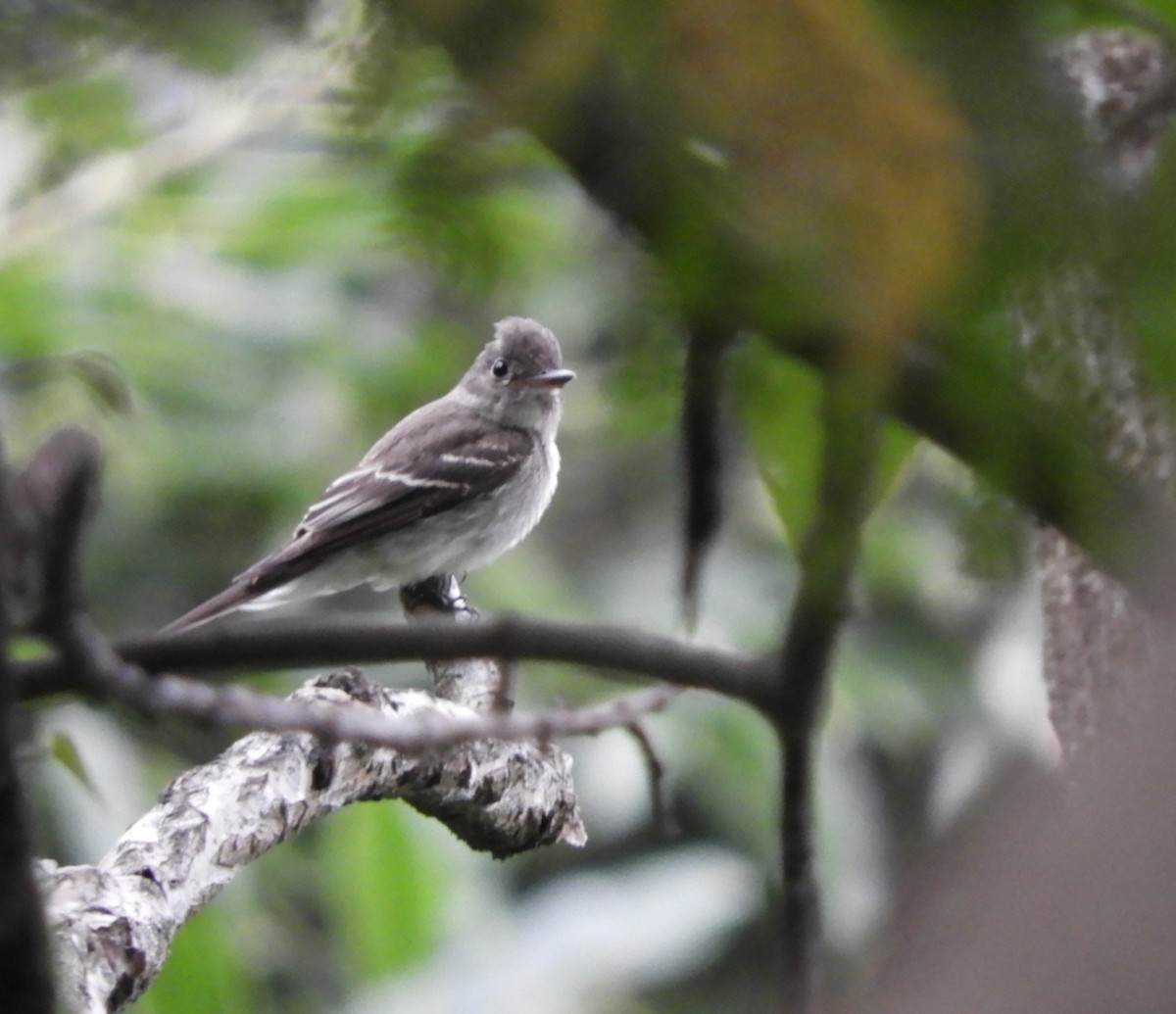 Pibí Oriental - ML645125868