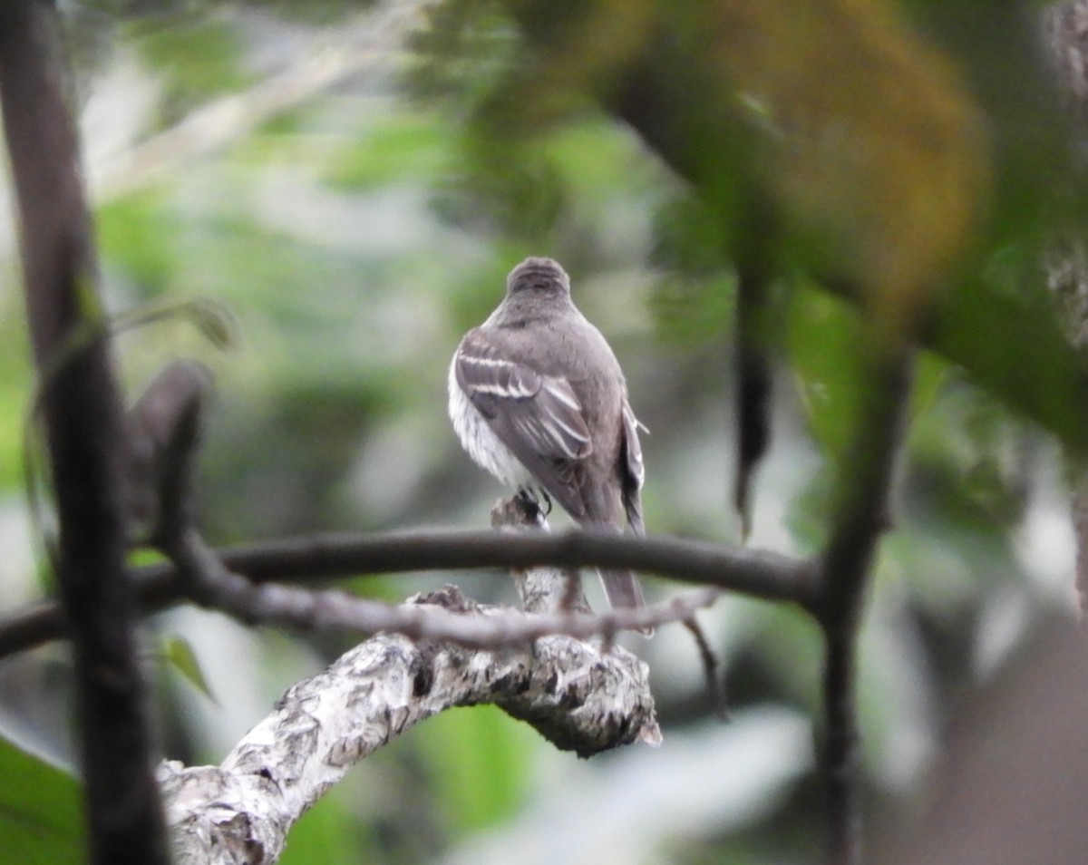 Pibí Oriental - ML645125870