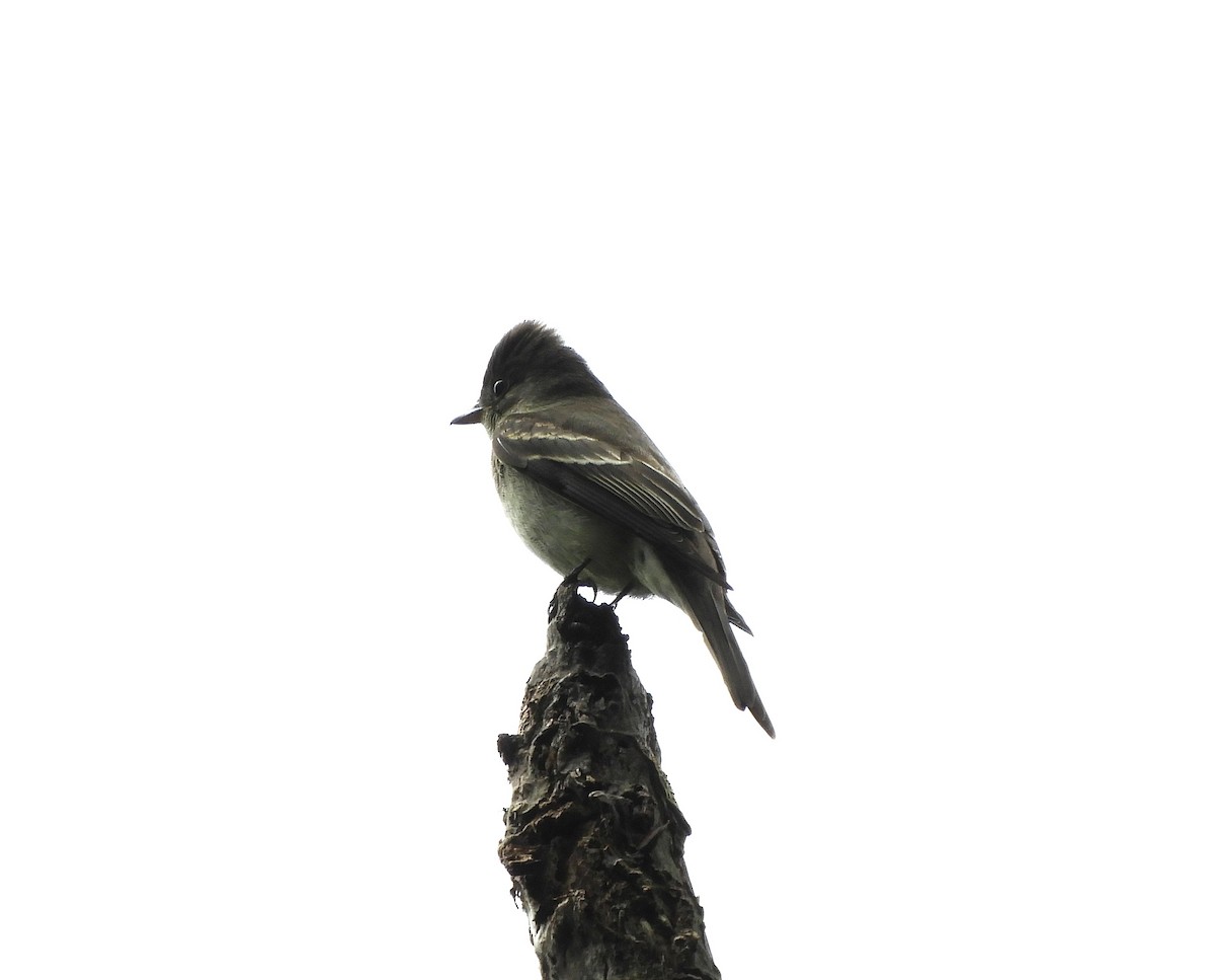 Pibí Oriental - ML645125872