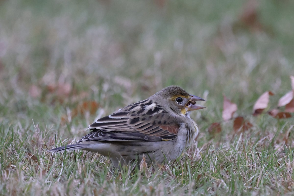 Arrocero - ML645125877