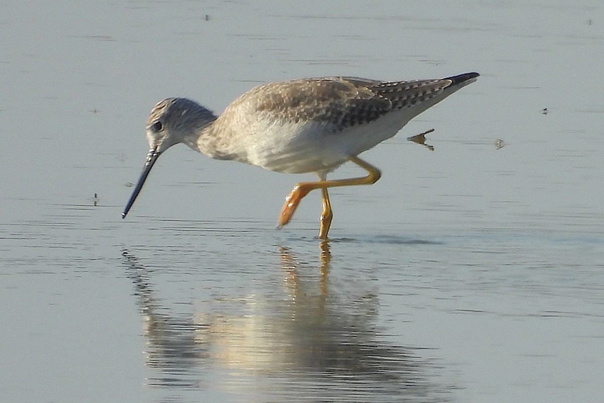 Archibebe Patigualdo Grande - ML645125878