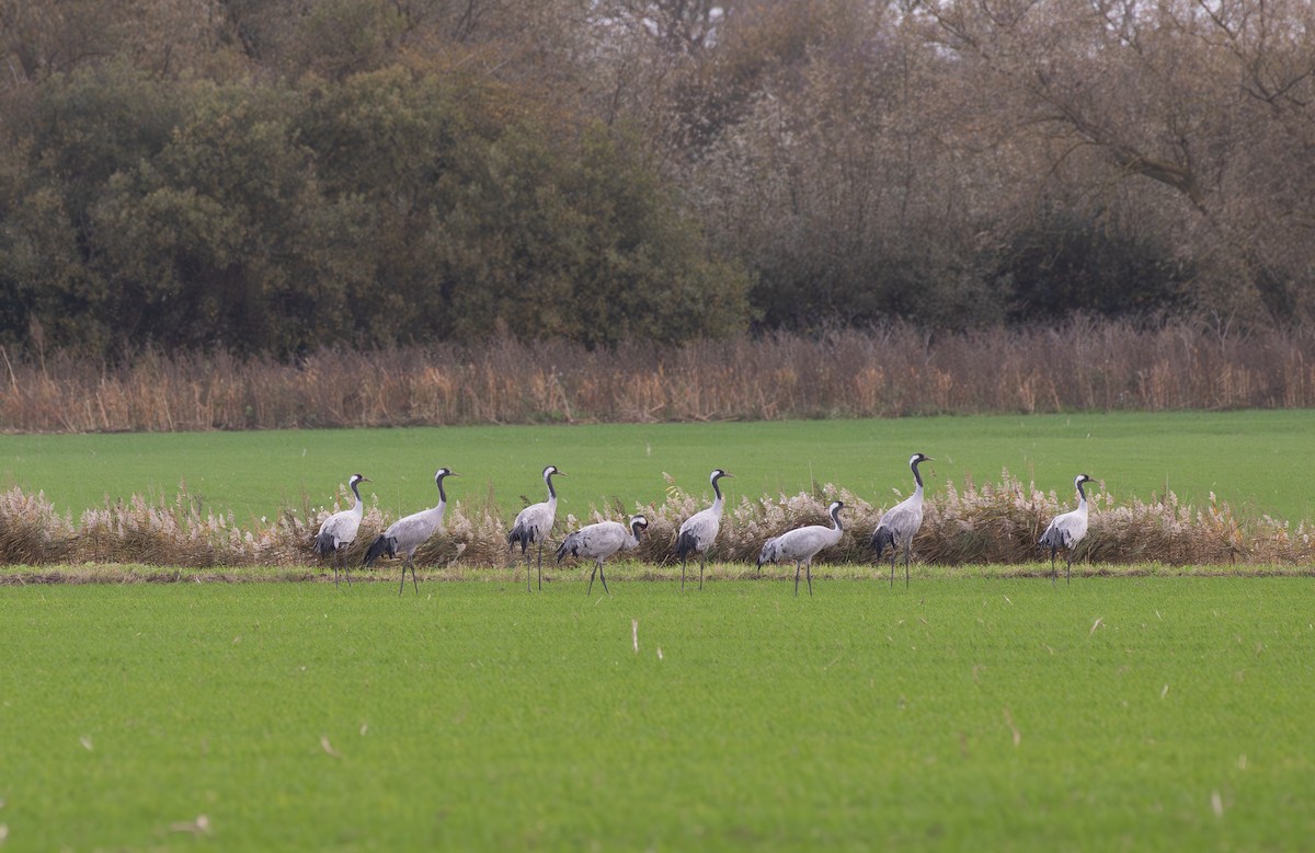 Common Crane - ML645125890