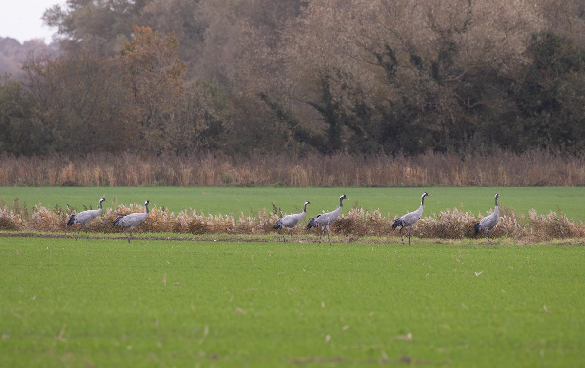 Common Crane - ML645125891