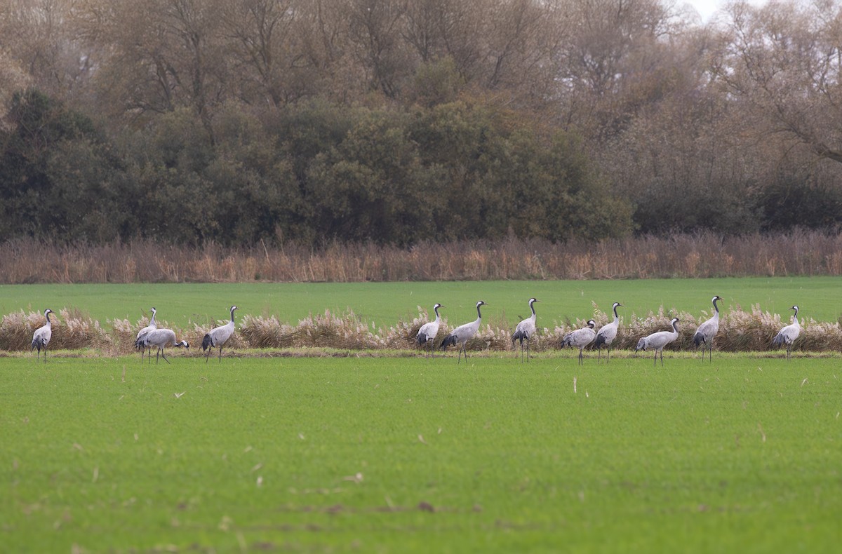 Common Crane - ML645125892