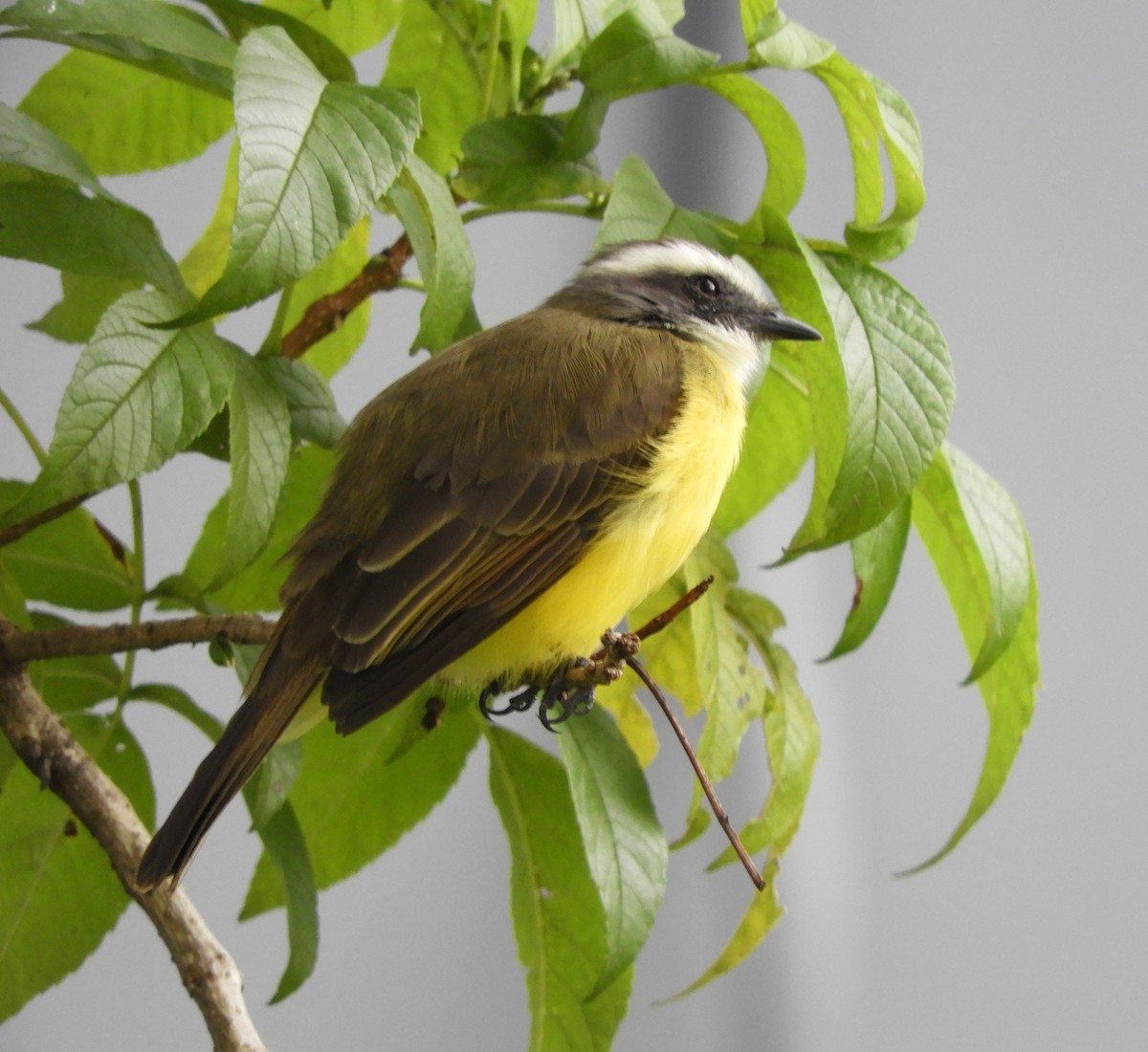 Sosyal Tiran - ML645125896