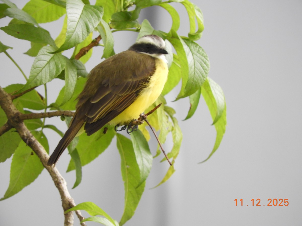 Sosyal Tiran - ML645125897