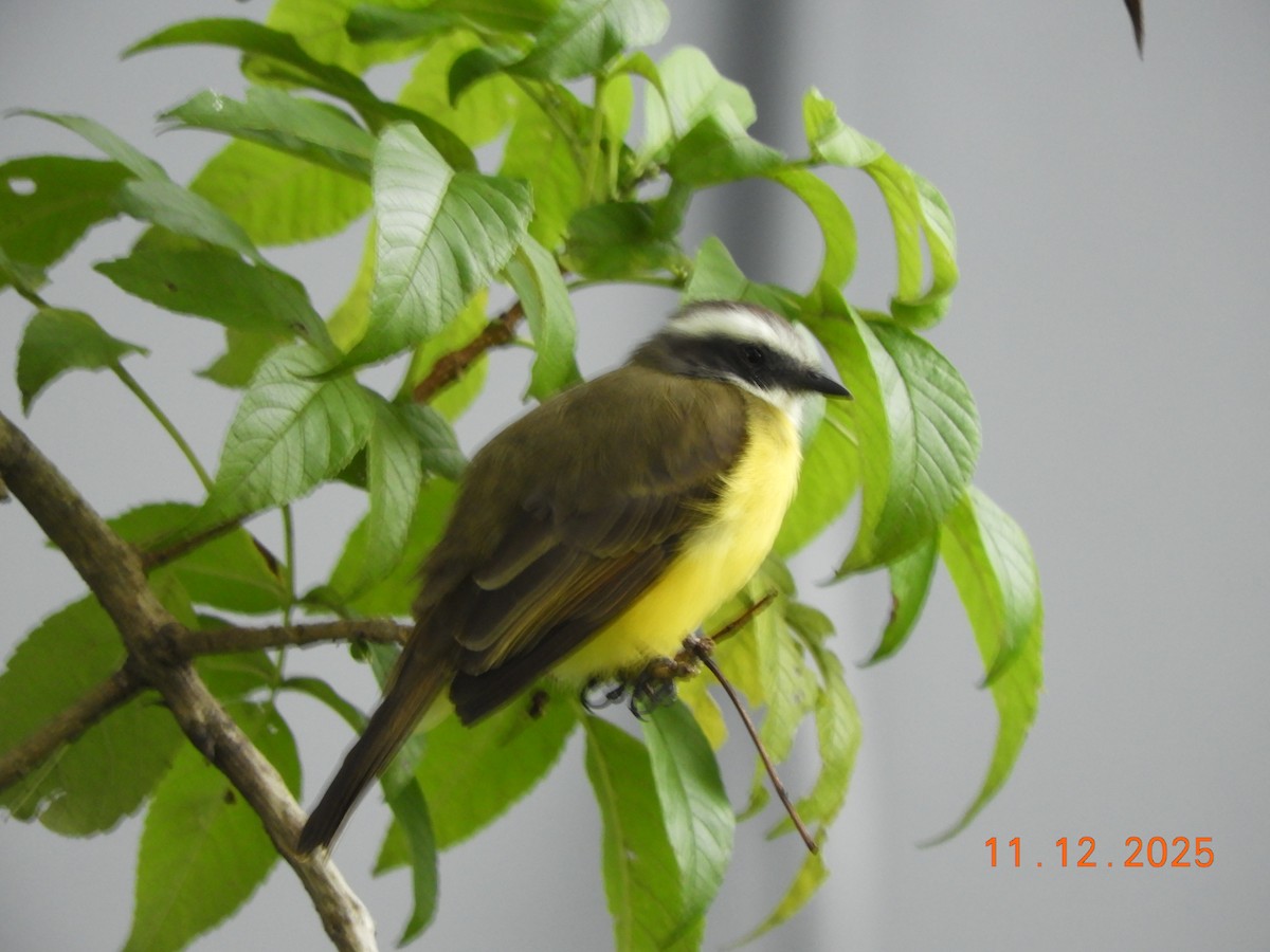 Sosyal Tiran - ML645125898