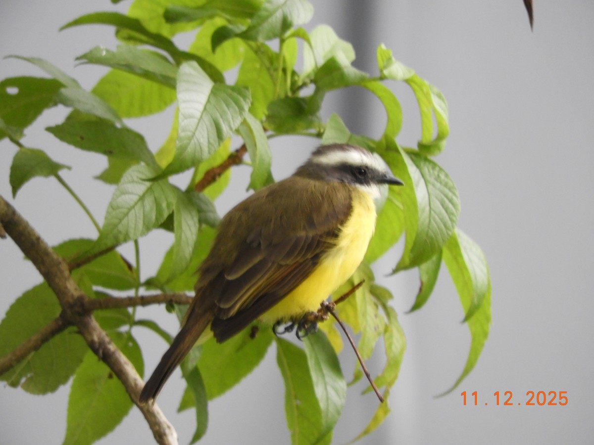 Sosyal Tiran - ML645125899