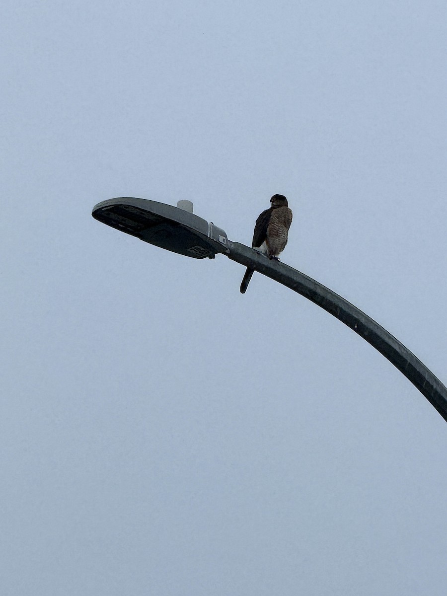 Cooper's Hawk - ML645125915