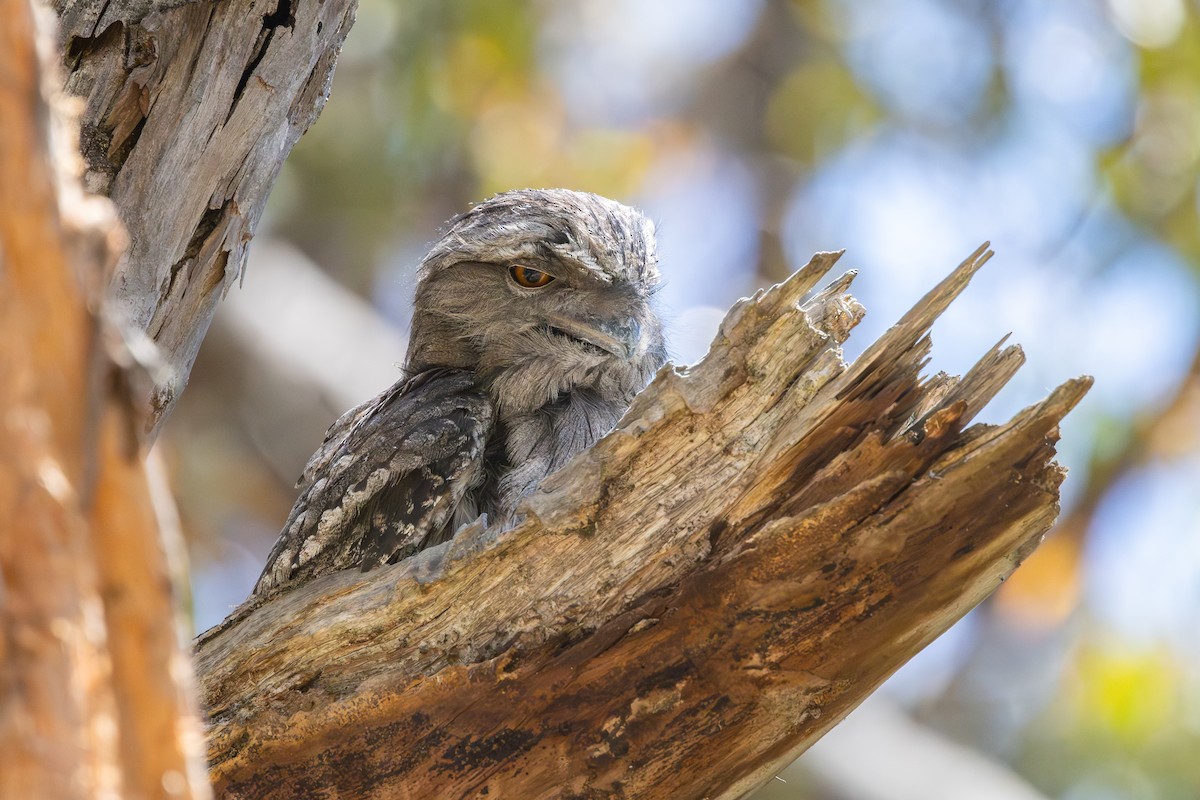 Tawny Frogmouth - ML645125917