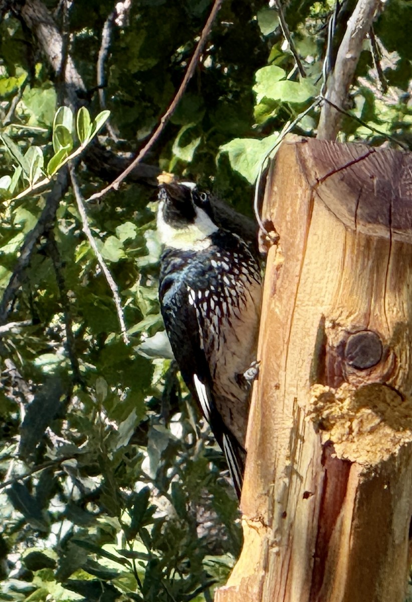 Acorn Woodpecker - ML645125920