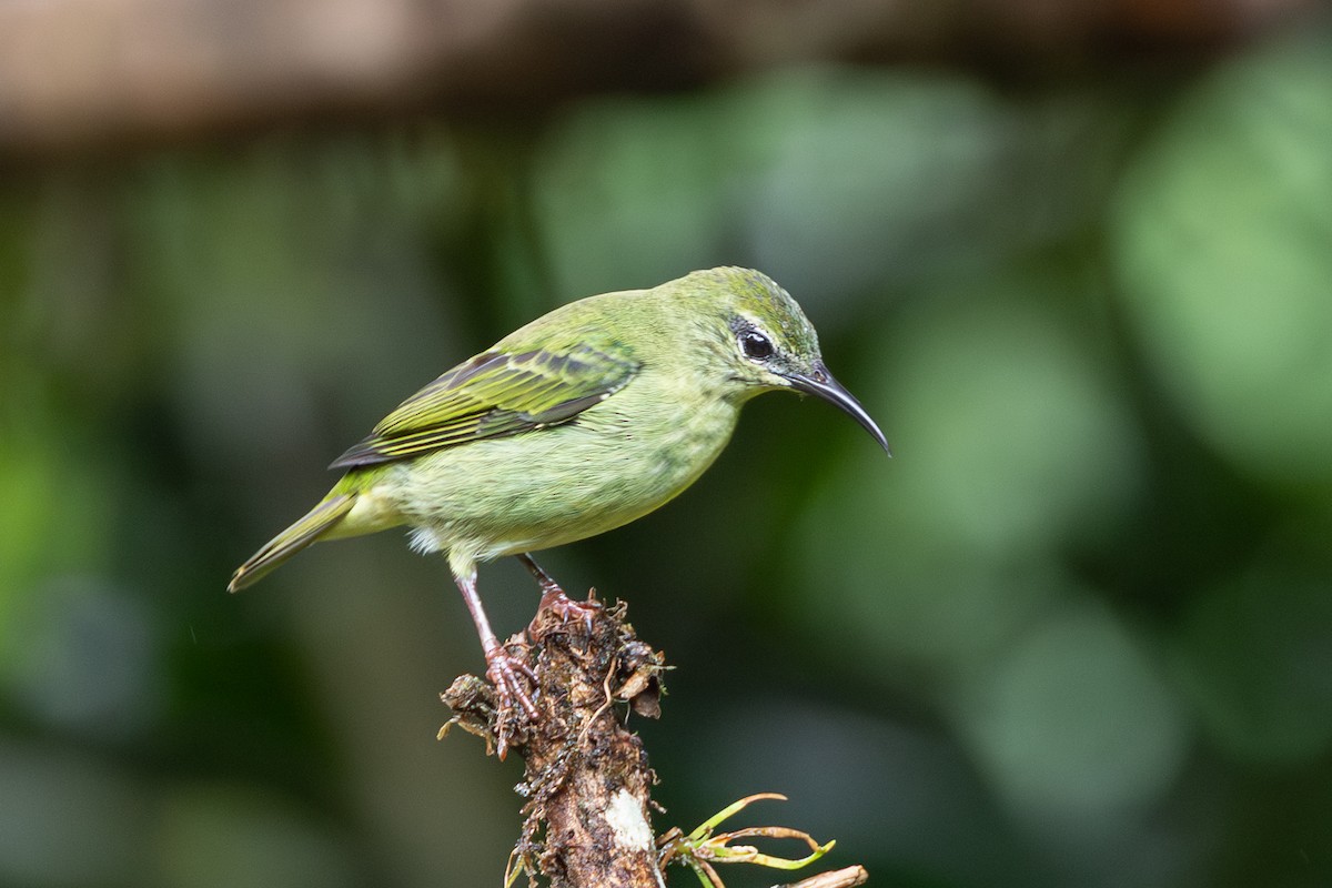 Red-legged Honeycreeper - ML645125922