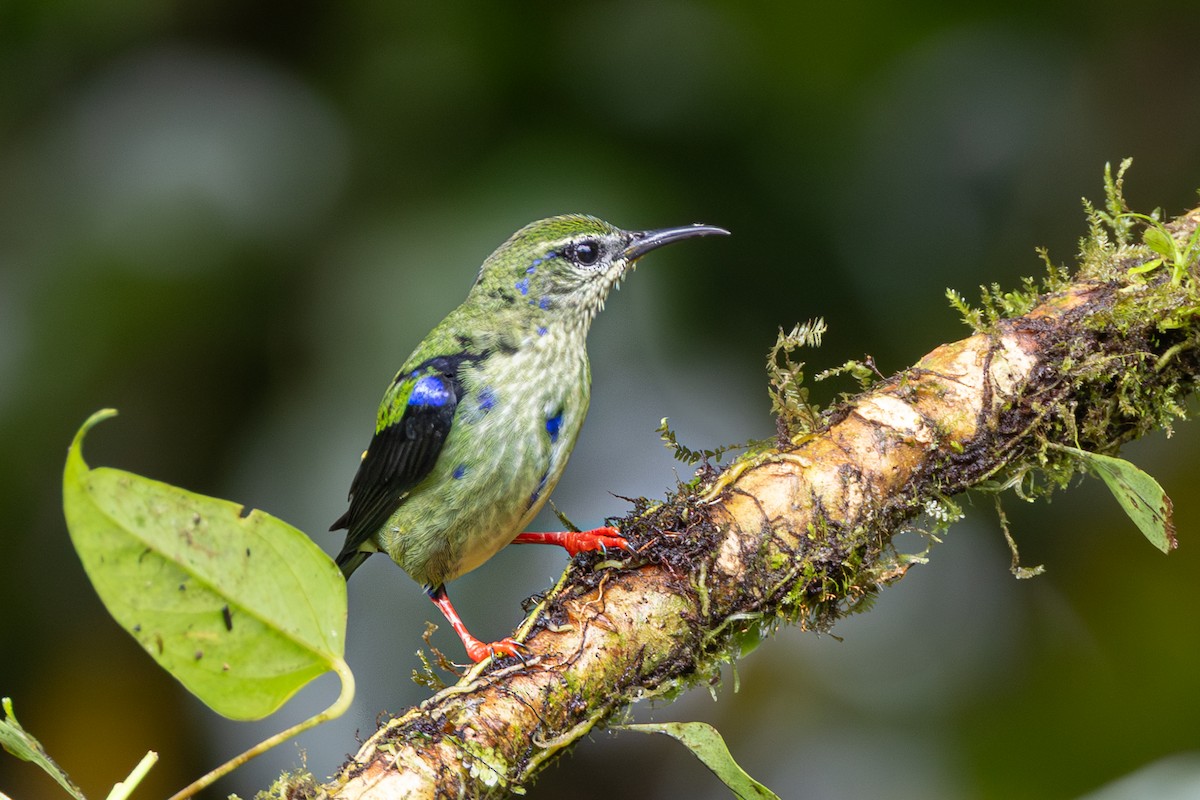 Red-legged Honeycreeper - ML645125923