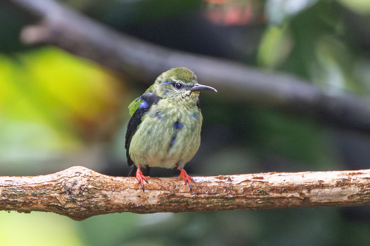 Red-legged Honeycreeper - ML645125925
