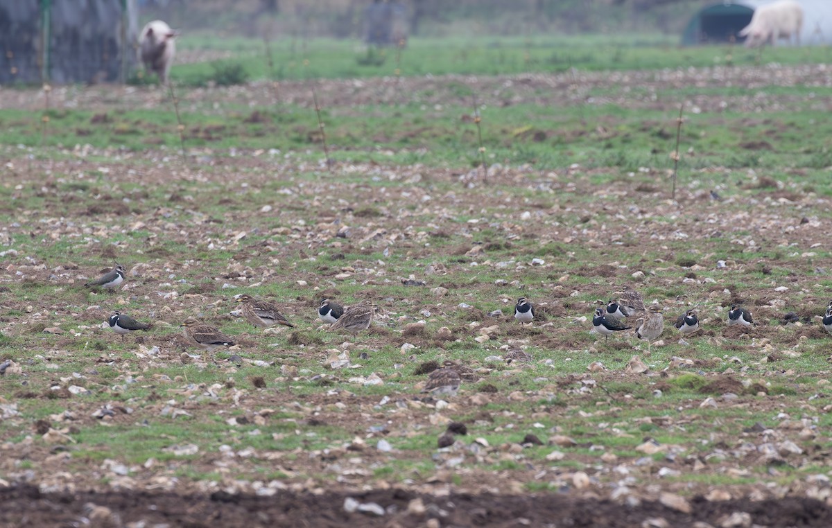 Eurasian Thick-knee - ML645125933