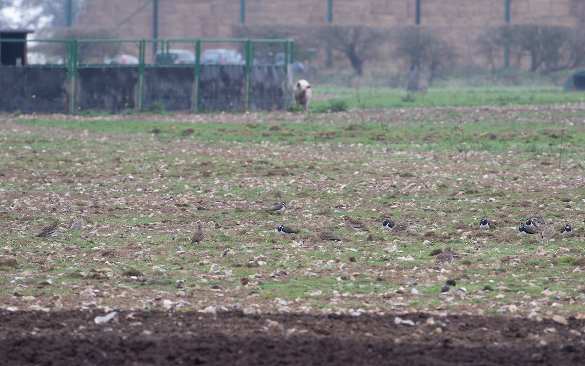 Eurasian Thick-knee - ML645125935