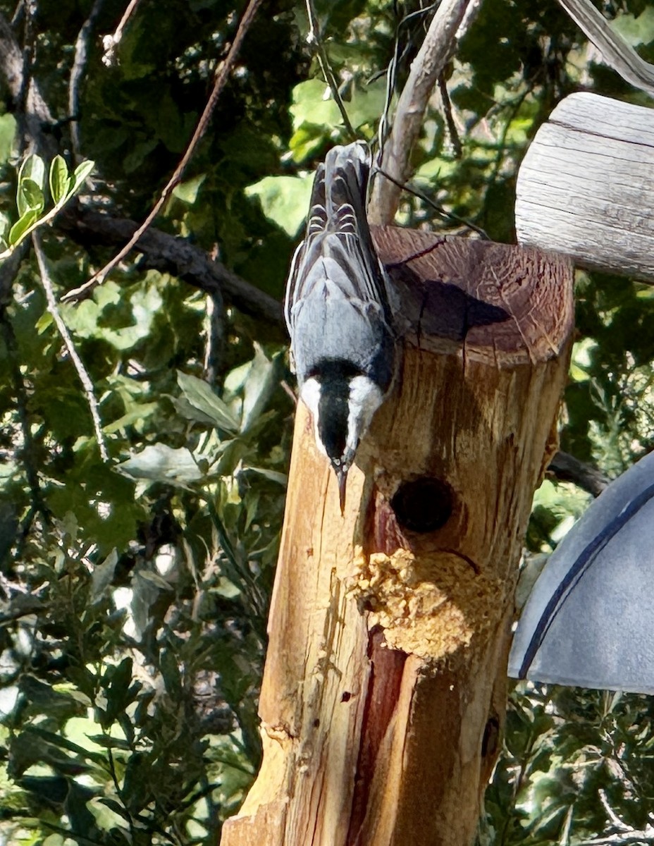 White-breasted Nuthatch - ML645125946