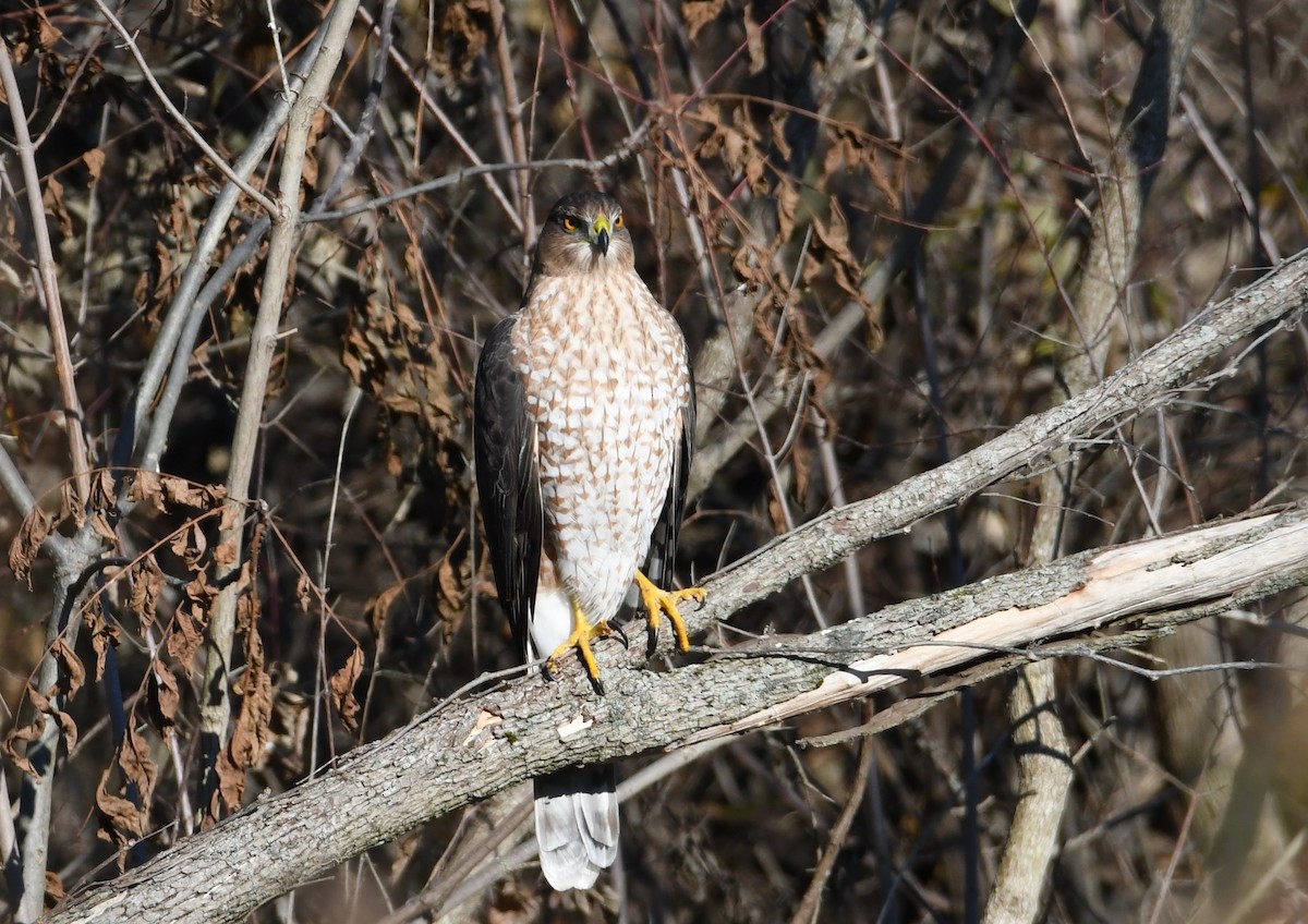 Cooper's Hawk - ML645125953