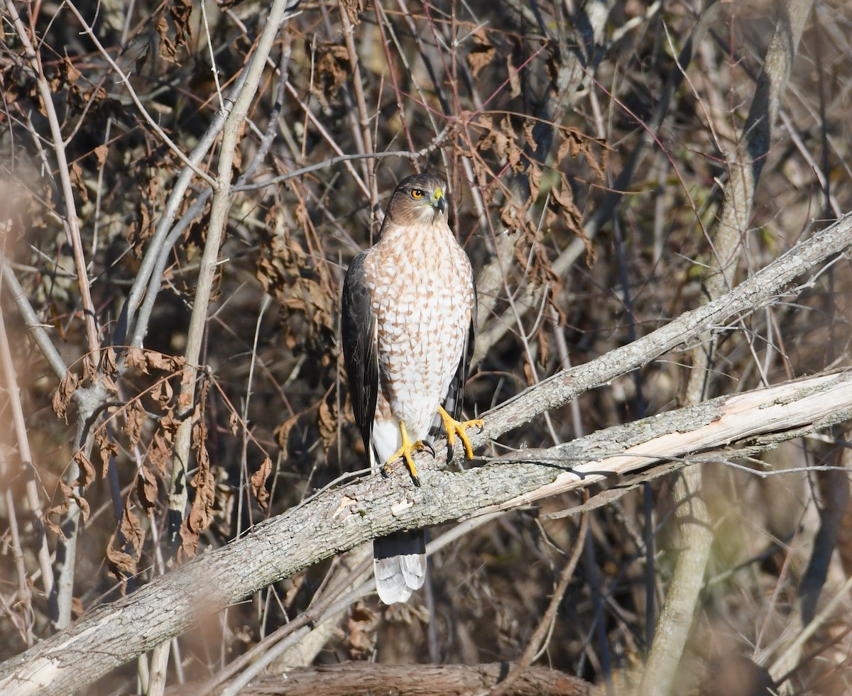 Cooper's Hawk - ML645125954