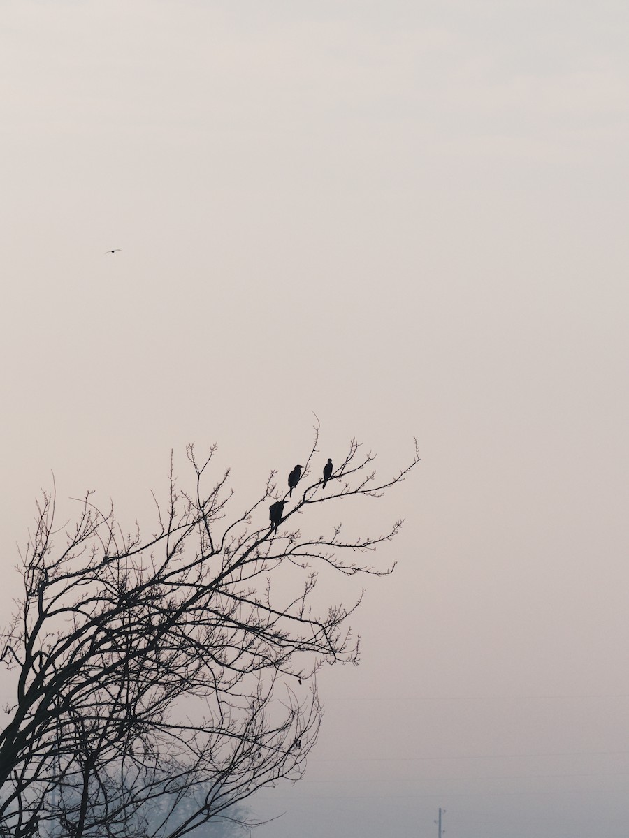 Pygmy Cormorant - ML645125957