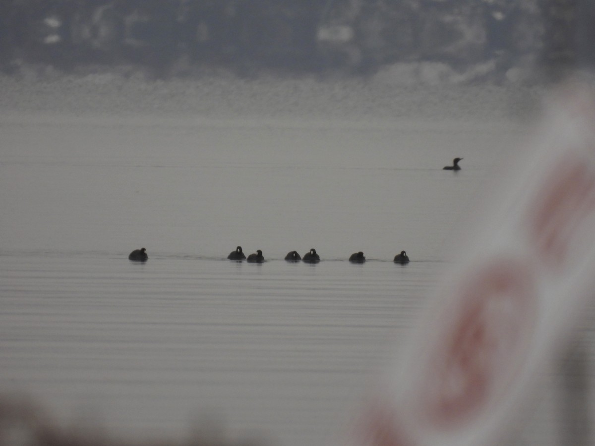 American Coot - ML645125966